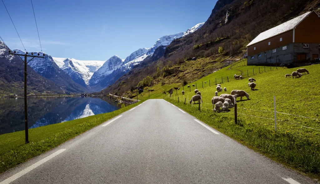 Vei på landet i grønt og blått fjordlandskap, med sauer ved siden av veien på gresset.